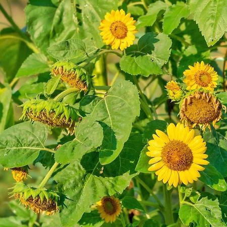 Oz - Obecana Zemlja Permaculture Homestead Blagaj Bagian luar foto